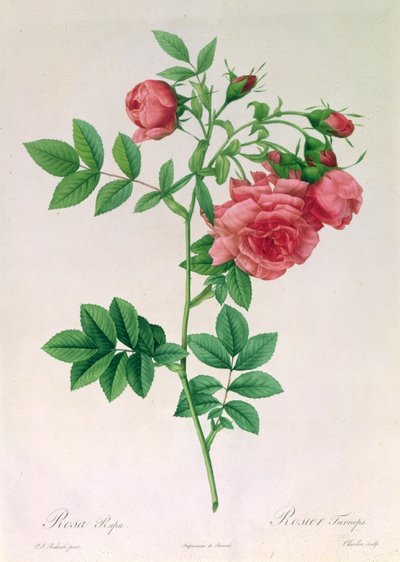 Rosa Rapa de Pierre Joseph Redouté